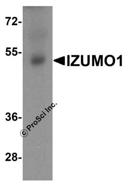 Western blot analysis of IZUMO1 in human testis tissue lysate with IZUMO1 antibody at 1 μg/ml.