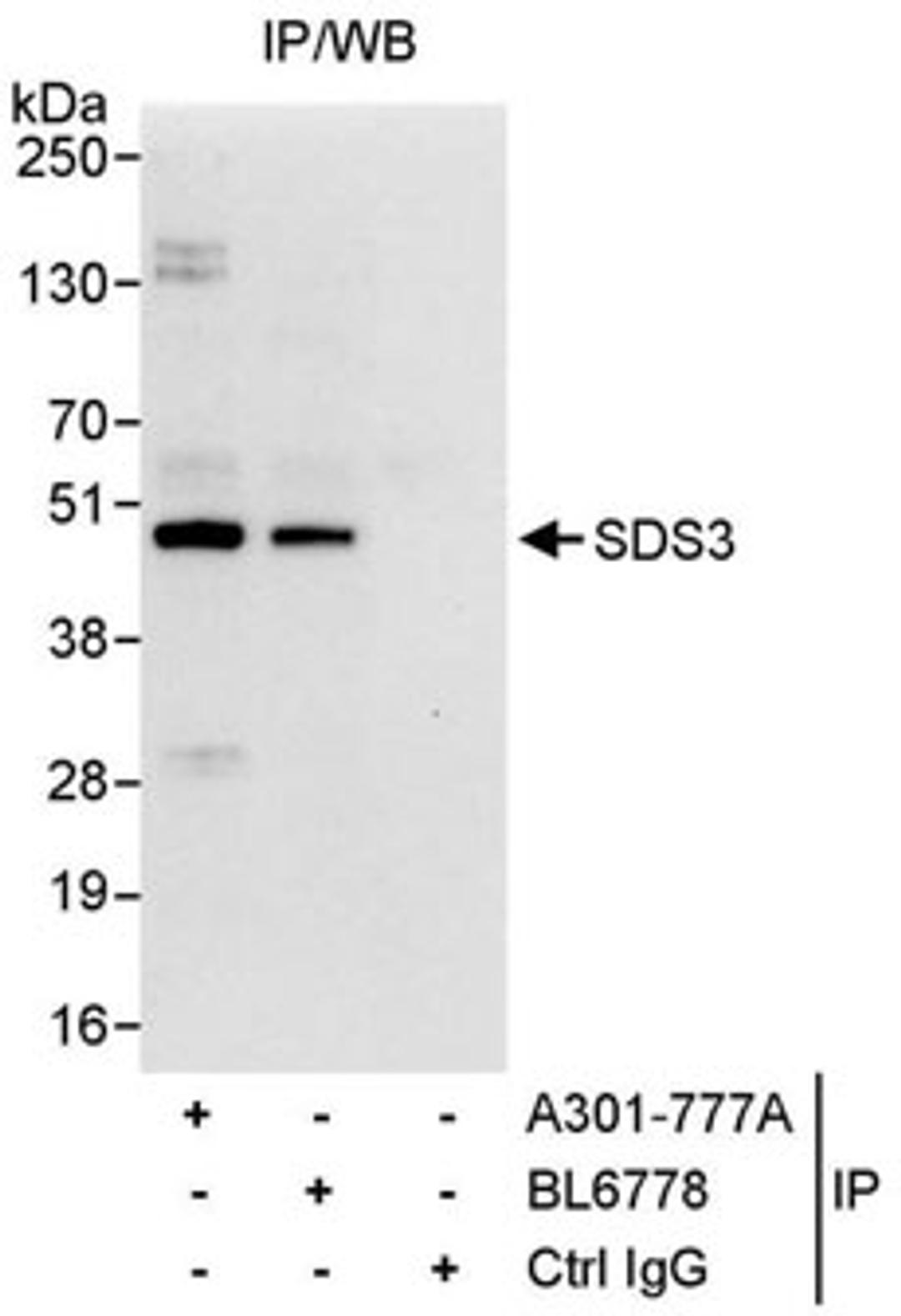 Detection of human SDS3 by western blot of immunoprecipitates.