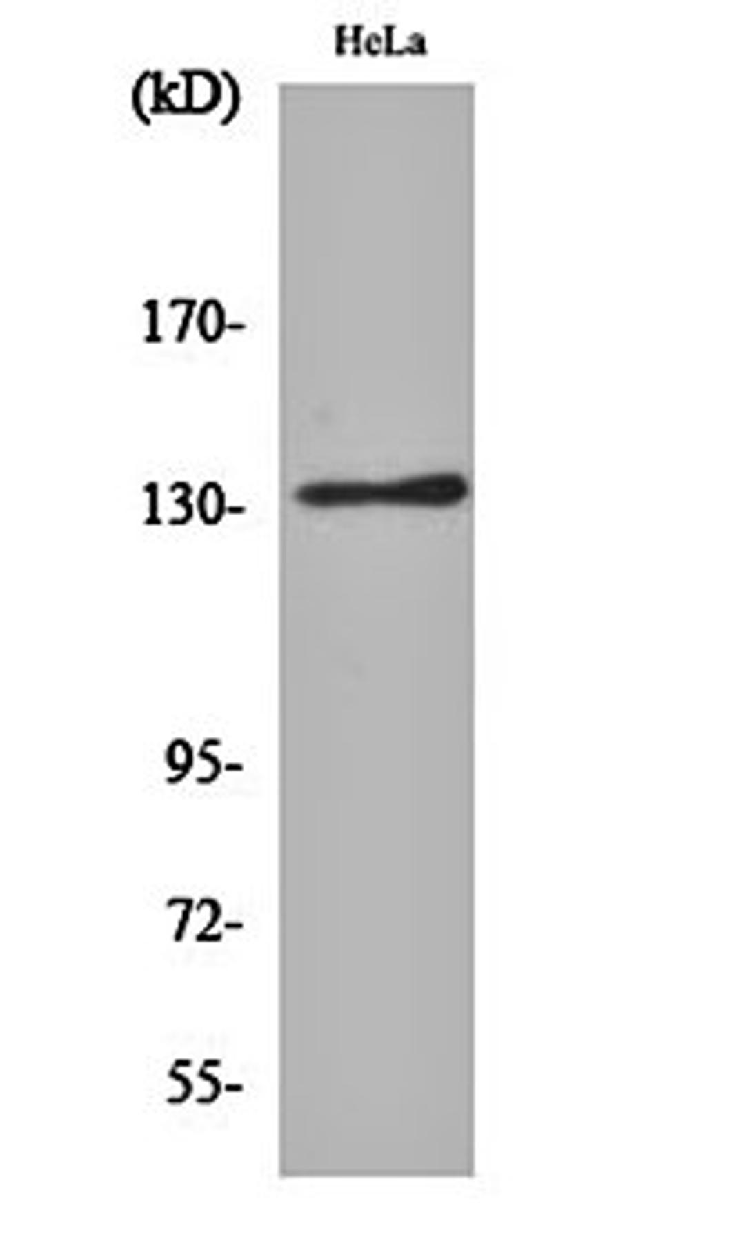 Western blot analysis of Hela cell lysates using Integrin alphaV antibody