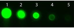 Western blot analysis of 50 ng (Lane1), 16.67 ng (Lane2), 5.56 ng (Lane3), 1.85 ng (Lane4), 0.62 ng (Lane5) using AKT3 APC antibody (APC)