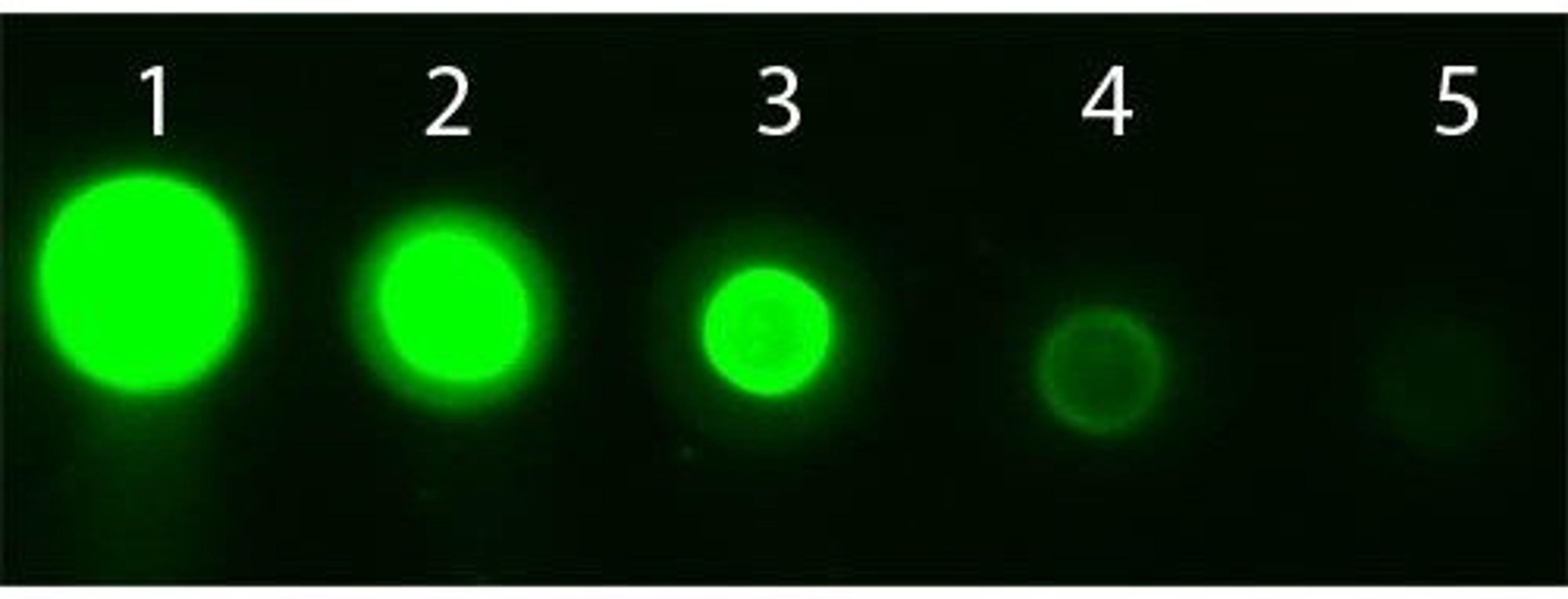 Western blot analysis of 50 ng (Lane1), 16.67 ng (Lane2), 5.56 ng (Lane3), 1.85 ng (Lane4), 0.62 ng (Lane5) using AKT3 APC antibody (APC)