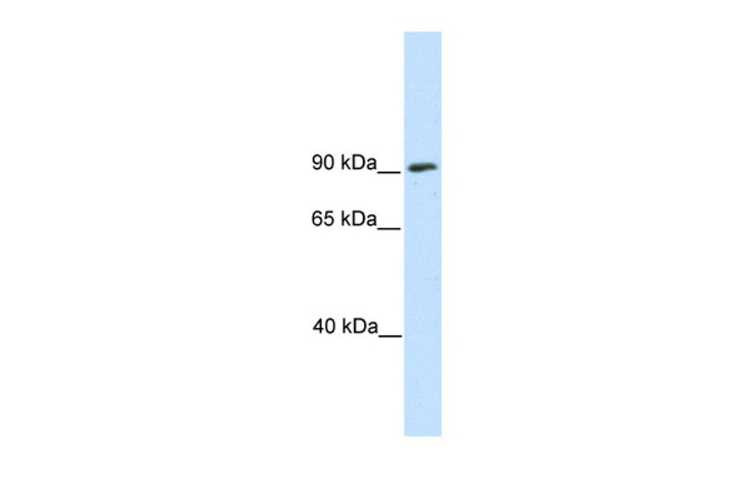 Antibody used in WB on Mouse SP2/0 at 0.2-1 ug/ml.