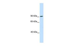 Antibody used in WB on Mouse SP2/0 at 0.2-1 ug/ml.