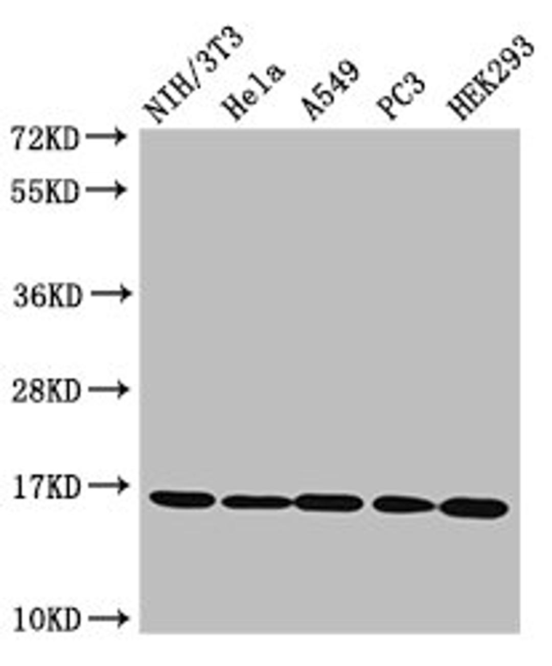 Western Blot. Positive WB detected in: NIH/3T3 cell acid extracts, Hela cell acid extracts, A549 cell acid extracts, PC-3 cell acid extracts, HEK293 cell acid extracts. All lanes: HIST1H3A antibody at 1.6µg/ml. Secondary. Goat polyclonal to rabbit IgG at 1/50000 dilution. Predicted band size: 16 kDa. Observed band size: 16 kDa
