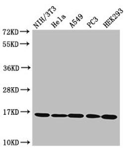 Western Blot. Positive WB detected in: NIH/3T3 cell acid extracts, Hela cell acid extracts, A549 cell acid extracts, PC-3 cell acid extracts, HEK293 cell acid extracts. All lanes: HIST1H3A antibody at 1.6µg/ml. Secondary. Goat polyclonal to rabbit IgG at 1/50000 dilution. Predicted band size: 16 kDa. Observed band size: 16 kDa
