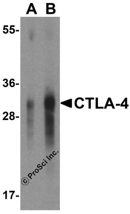 Western blot analysis of CTLA-4 in overexpressing HEK293 cells CTLA-4 antibody at 0.5 and 1 μg/mL.