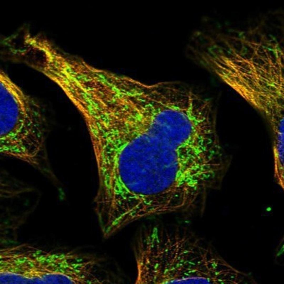 Immunocytochemistry/Immunofluorescence: SHMT2 Antibody [NBP1-80755] - Staining of human cell line U-2 OS shows positivity in mitochondria & cytoskeleton (microtubules).