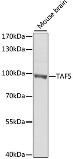 Western blot - TAF5 antibody (A7221)