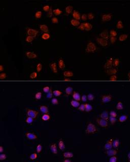 Immunofluorescence - SLC25A4 antibody (A15027)