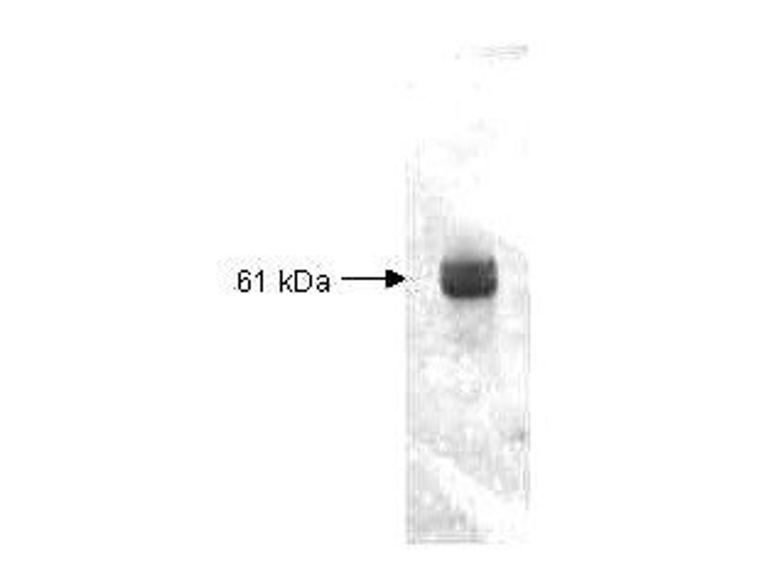 Western blot analysis of total protein is loaded per lane using Carboxypeptidase Y antibody