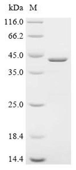 (Tris-Glycine gel) Discontinuous SDS-PAGE (reduced) with 5% enrichment gel and 15% separation gel.