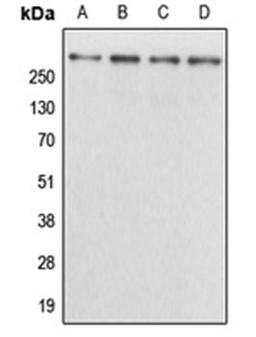 Western blot analysis of HEK293T (Lane 1), NIH3T3 (Lane 2), H9C2 (Lane 3), mouse brain (Lane 4) whole cell lysates using KALRN antibody