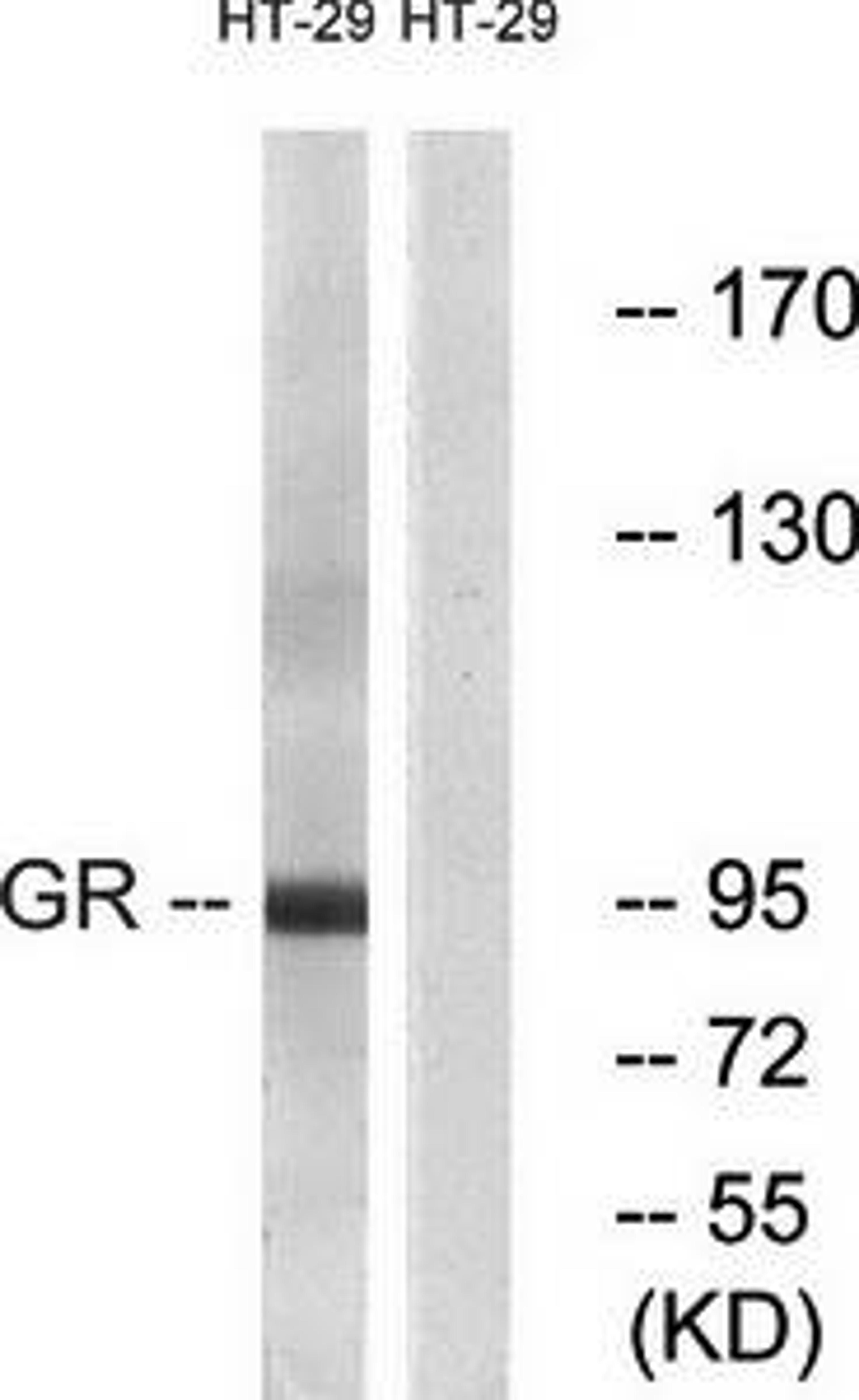 Western blot analysis of extracts from HeLa cells using GR antibody