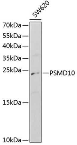 Western blot - PSMD10 antibody (A1949)