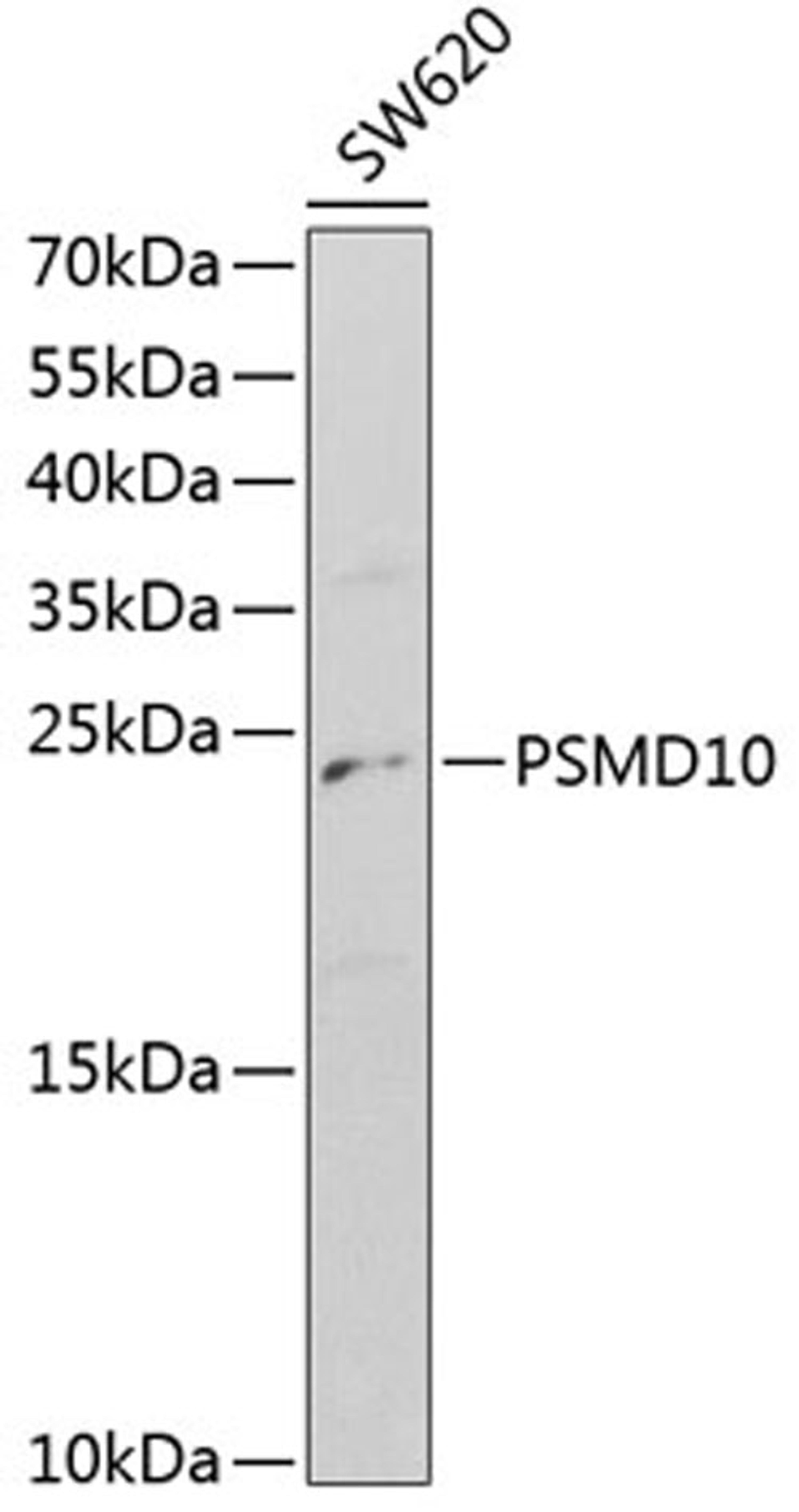 Western blot - PSMD10 antibody (A1949)