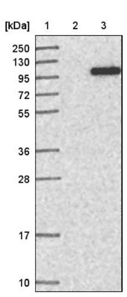 Western Blot: TRMT1L Antibody [NBP1-88337] - Lane 1: Marker [kDa] 250, 130, 95, 72, 55, 36, 28, 17, 10<br/>Lane 2: Negative control (vector only transfected HEK293T lysate)<br/>Lane 3: Over-expression lysate (Co-expressed with a C-terminal myc-DDK tag (~3.1 kDa) in mammalian HEK293T cells, LY410650)