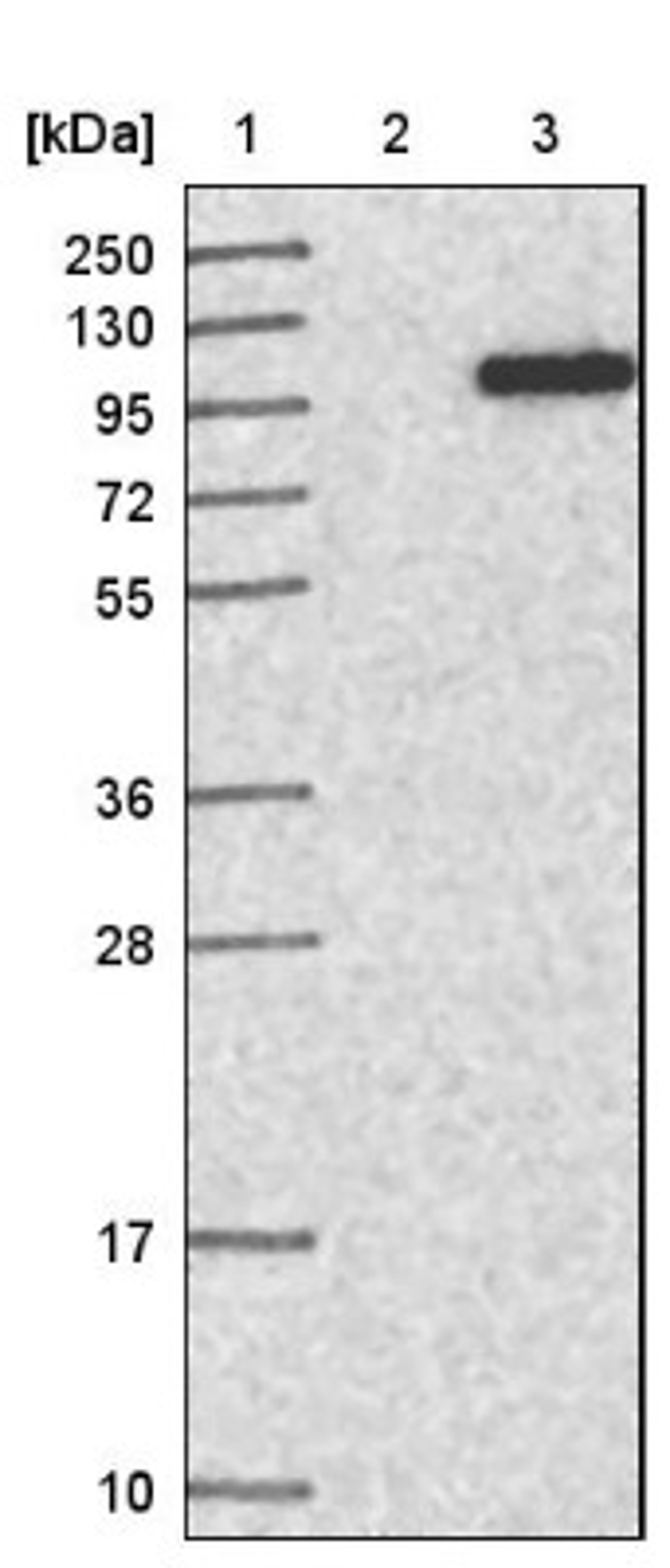 Western Blot: TRMT1L Antibody [NBP1-88337] - Lane 1: Marker [kDa] 250, 130, 95, 72, 55, 36, 28, 17, 10<br/>Lane 2: Negative control (vector only transfected HEK293T lysate)<br/>Lane 3: Over-expression lysate (Co-expressed with a C-terminal myc-DDK tag (~3.1 kDa) in mammalian HEK293T cells, LY410650)