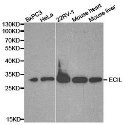 Western blot analysis of extracts of various cell lines using ECI1 antibody.