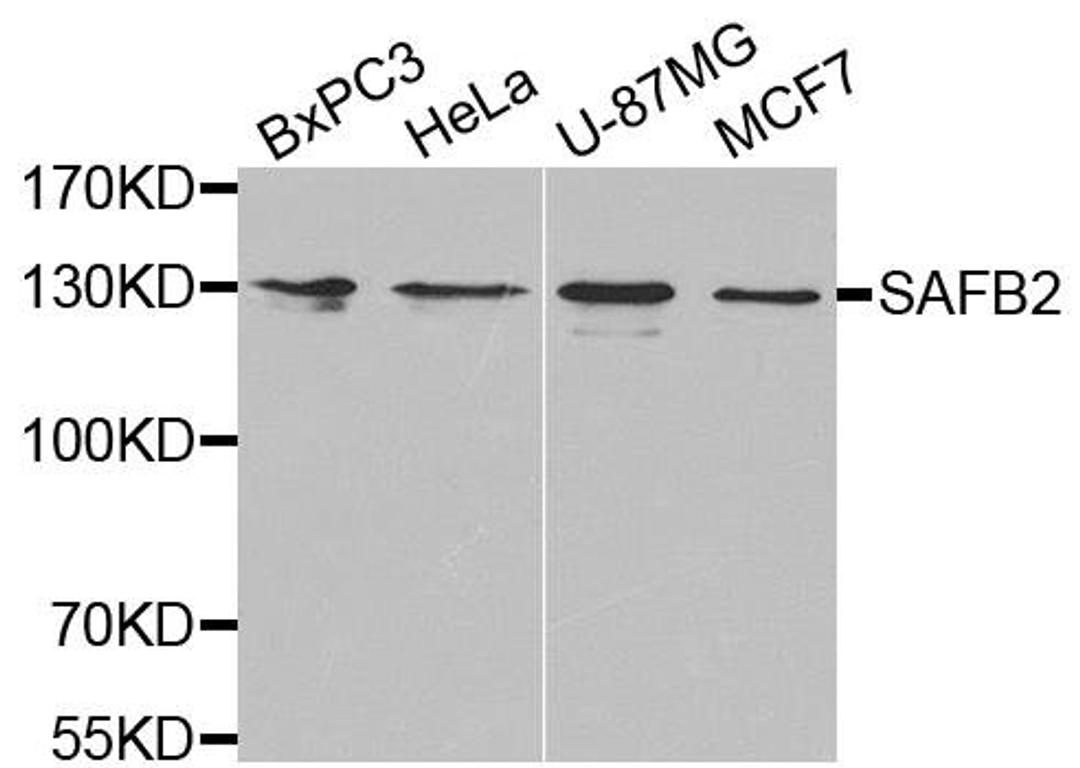 Western blot analysis of extracts of various cell lines using SAFB2 antibody