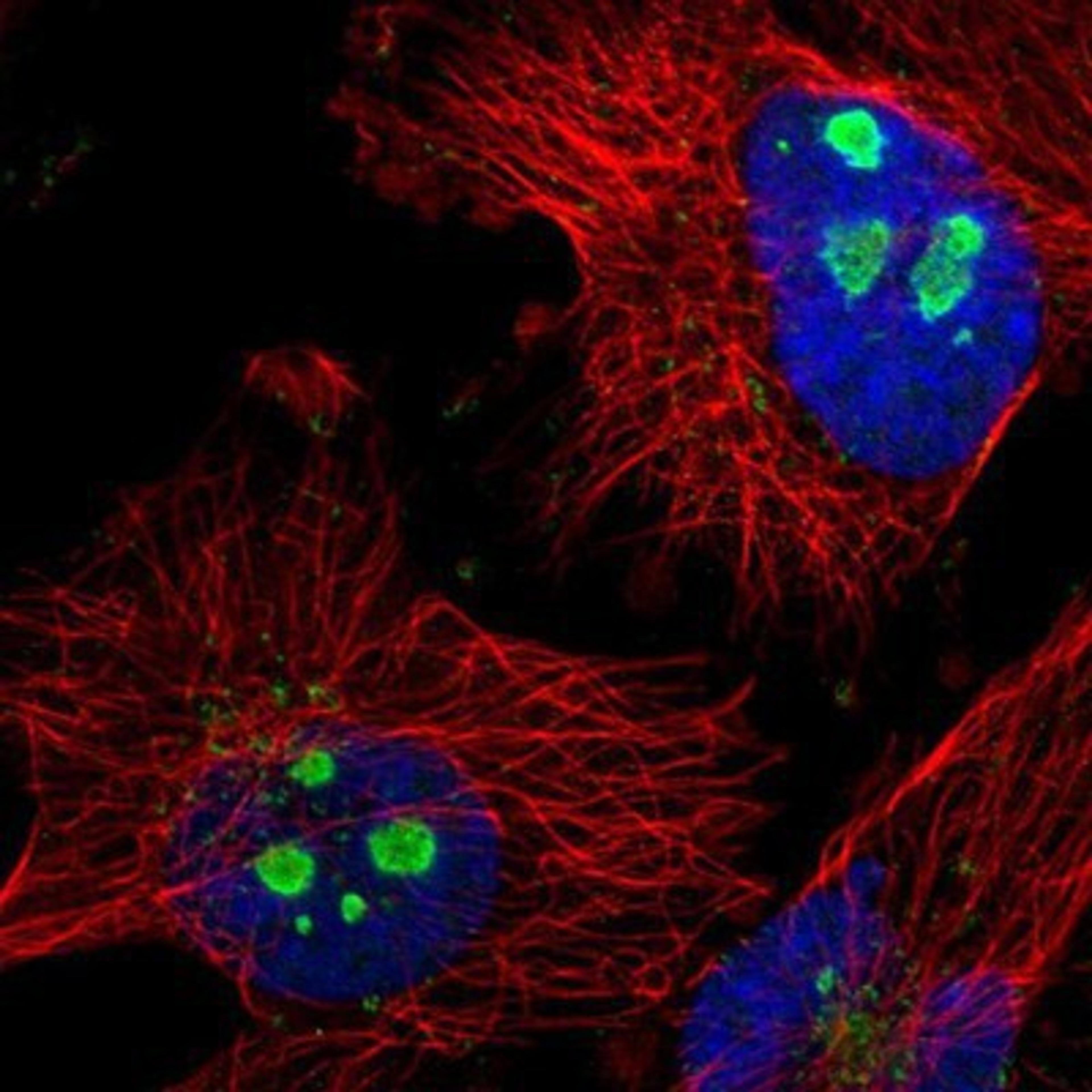 Immunocytochemistry/Immunofluorescence: RRP1B Antibody [NBP1-81533] Staining of human cell line U-251MG shows positivity in nucleoli.