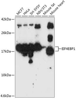 Western blot - EIF4EBP1 antibody (A1248)