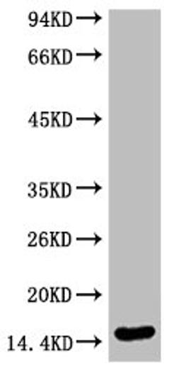 Western blot analysis of Hela, diluted at 1:2000