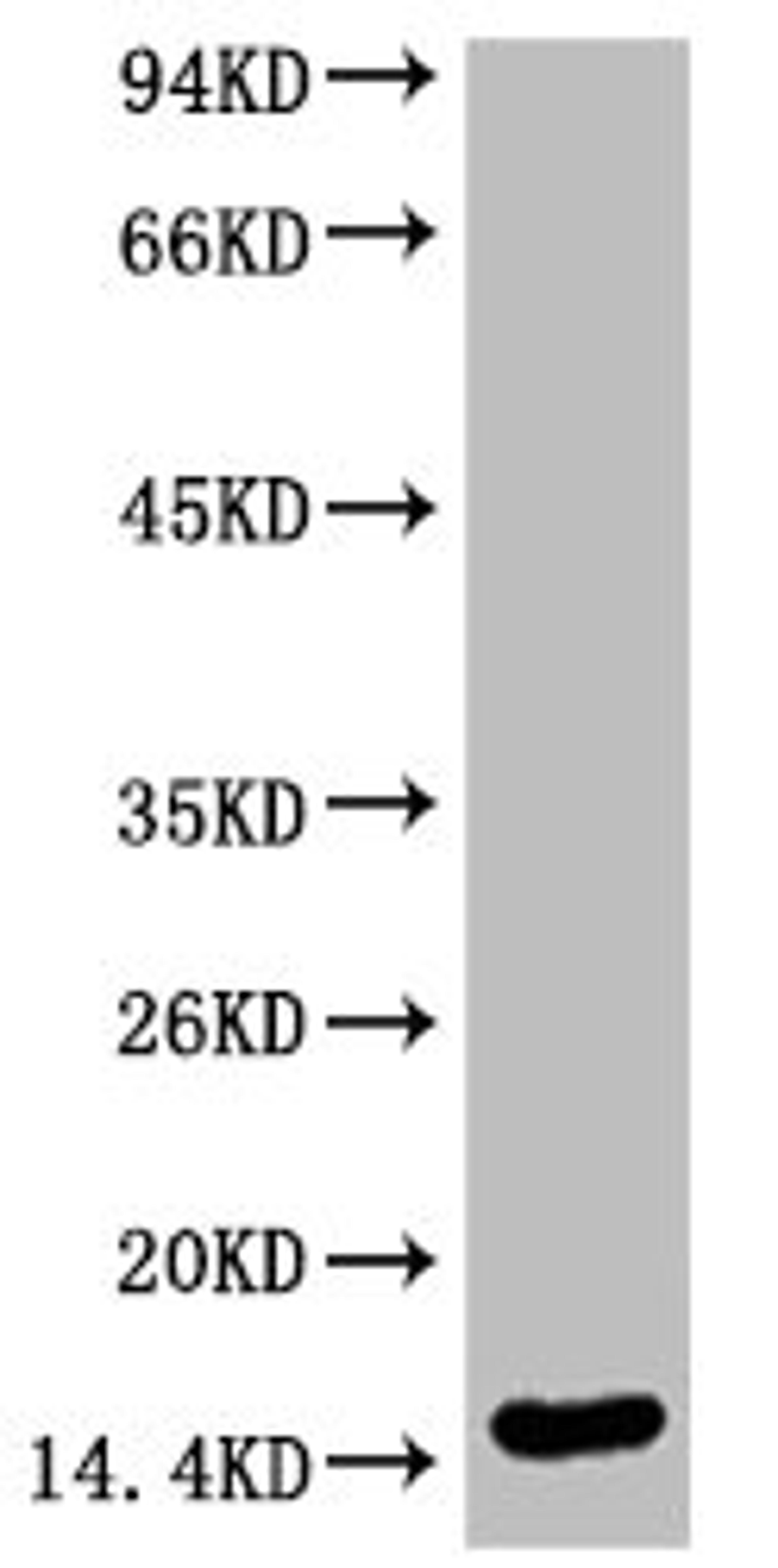 Western blot analysis of Hela, diluted at 1:2000