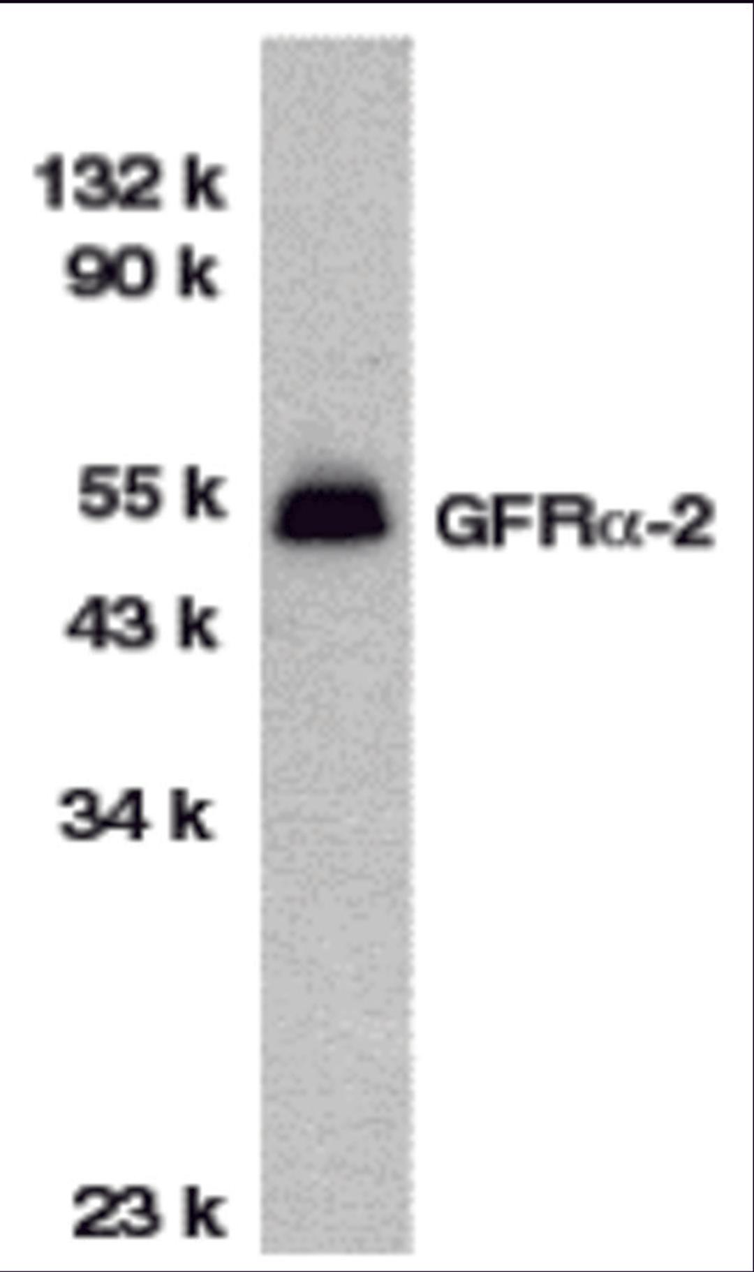 Western blot analysis of GFR alpha 2 in HeLa total cell lysate with GFR alpha 2 antibody at 1 μg/mL.
