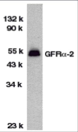 Western blot analysis of GFR alpha 2 in HeLa total cell lysate with GFR alpha 2 antibody at 1 μg/mL.