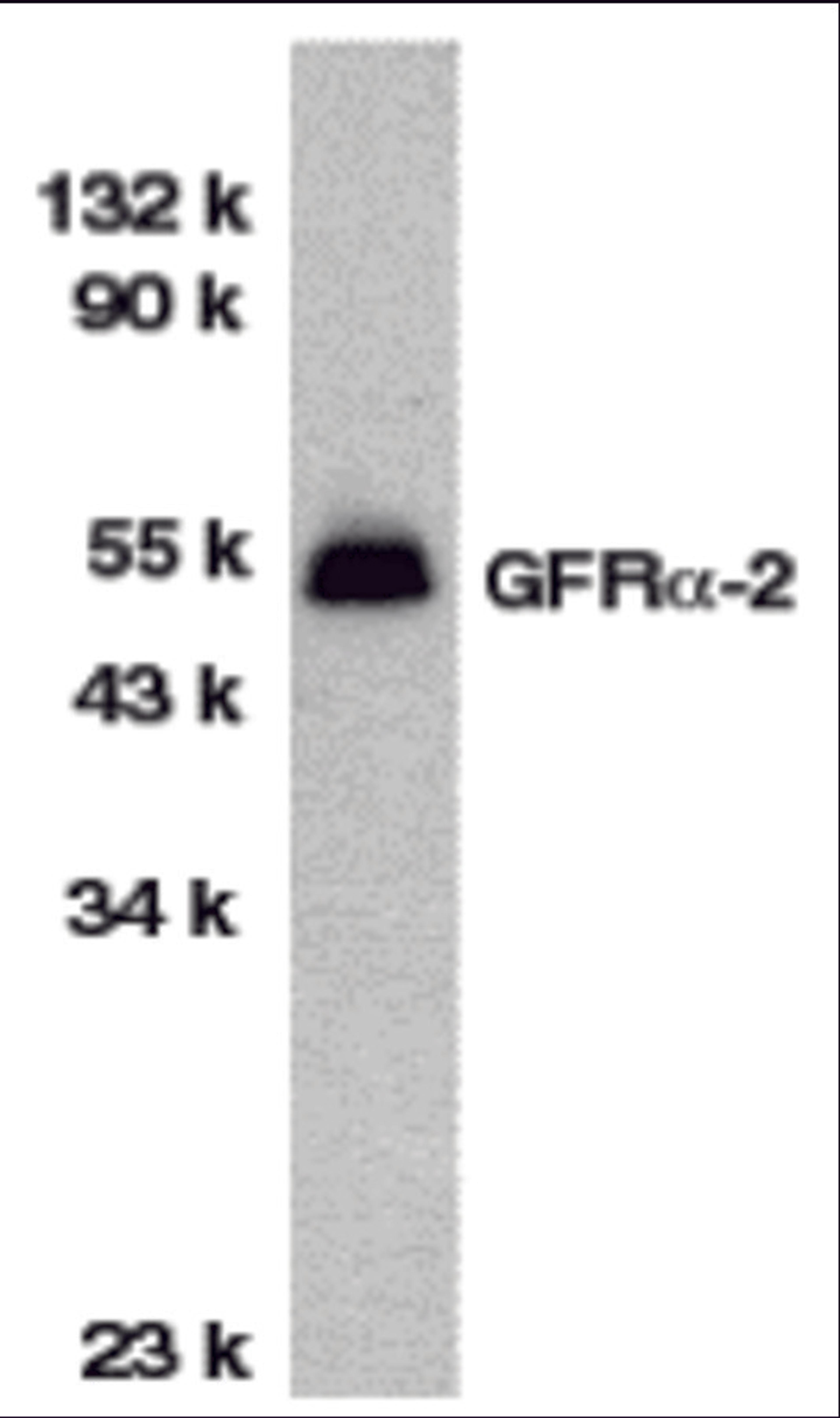 Western blot analysis of GFR alpha 2 in HeLa total cell lysate with GFR alpha 2 antibody at 1 μg/mL.