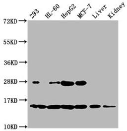 Western Blot. Positive WB detected in: 293 whole cell lysate, HL60 whole cell lysate, HepG2 whole cell lysate, MCF-7 whole cell lysate, Mouse liver tissue, Mouse kidney tissue. All lanes: HIST1H2BC antibody at 0.14µg/ml. Secondary. Goat polyclonal to rabbit IgG at 1/50000 dilution. Predicted band size: 14 kDa. Observed band size: 14 kDa
