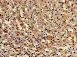 Immunohistochemistry of paraffin-embedded human adrenal gland tissue using CSB-PA21019A0Rb at dilution of 1:100