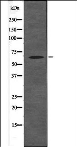 Western blot analysis of HeLa whole cell lysates using BAG3 -Phospho-Tyr457- antibody