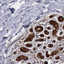 Immunohistochemistry-Paraffin: PDCD4 Antibody [NBP1-83302] - Staining of human breast shows strong cytoplasmic positivity in glandular cells.