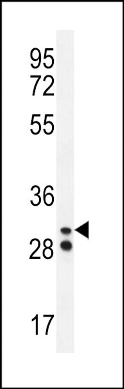 Western blot analysis in A2058 cell line lysates (35ug/lane).This demonstrates the Neutrophil elastase antibody detected the Neutrophil elastase protein (arrow).