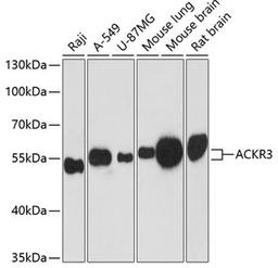 Western blot - ACKR3 antibody (A12712)