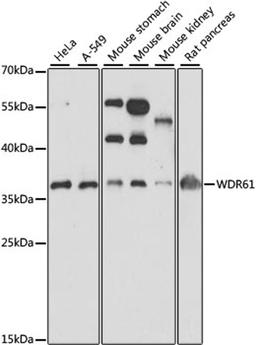 Western blot - WDR61 antibody (A15520)