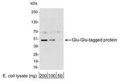 Western Blot: Glu-Glu Epitope Tag Antibody [NB600-354] - Analysis using the HRP conjugate of NB600-354. Detection of 200, 100, or 50 ng of E. coli whole cell lysate expressing a multi-tag fusion protein. Antibody used at 0.2 ug/ml (1:5,000).