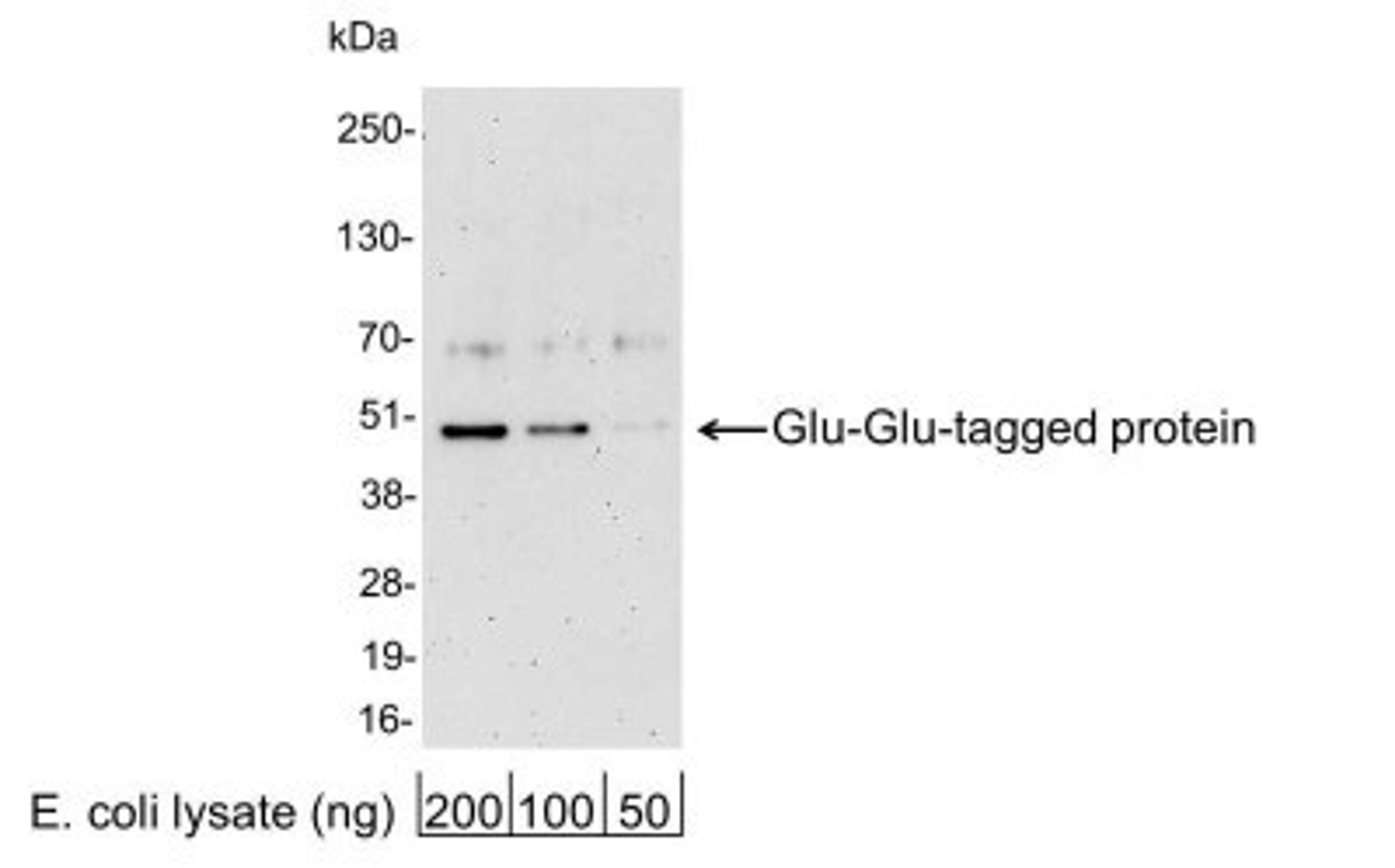 Western Blot: Glu-Glu Epitope Tag Antibody [NB600-354] - Analysis using the HRP conjugate of NB600-354. Detection of 200, 100, or 50 ng of E. coli whole cell lysate expressing a multi-tag fusion protein. Antibody used at 0.2 ug/ml (1:5,000).