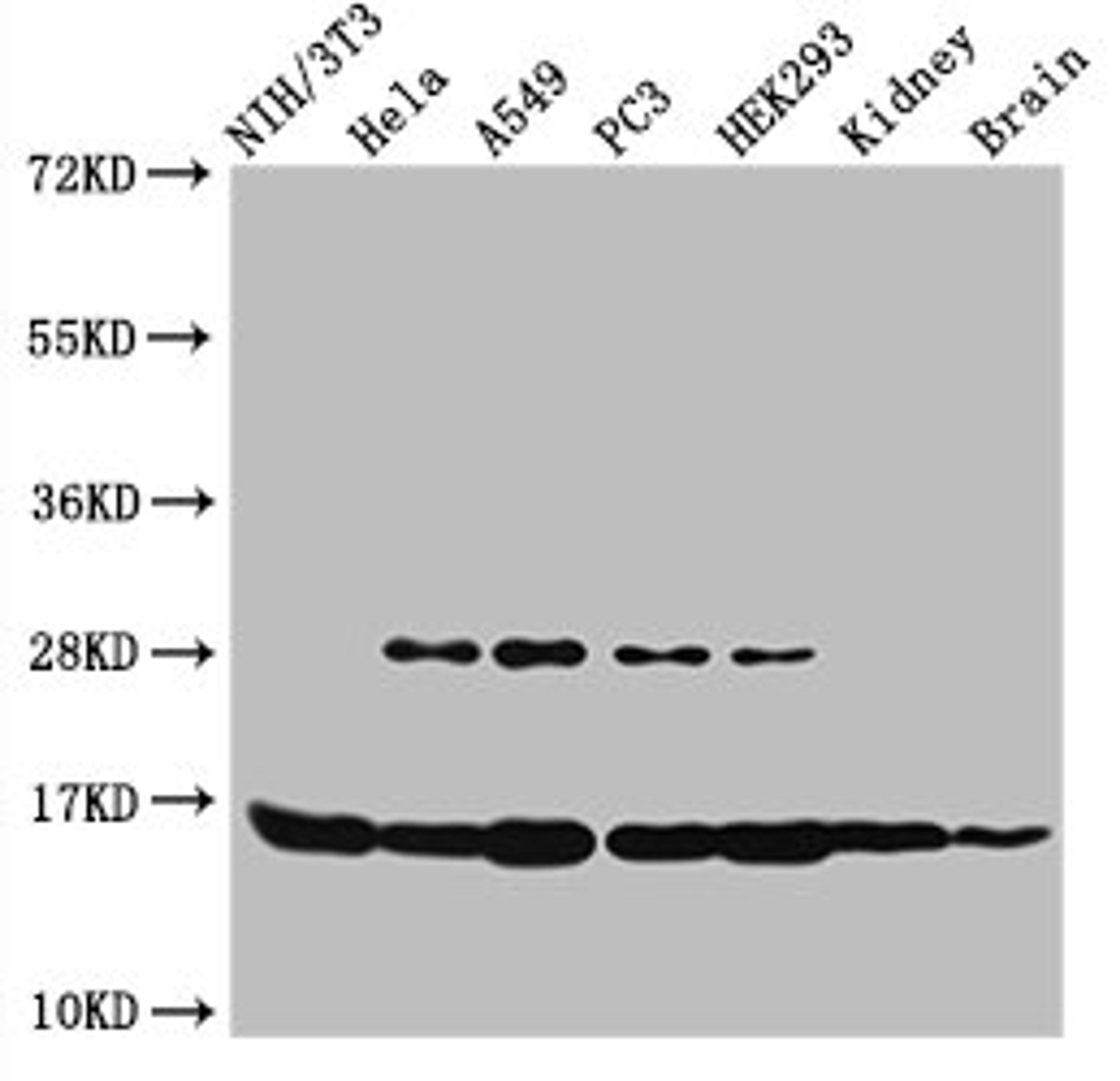 Western Blot. Positive WB detected in: NIH/3T3 cell acid extracts, Hela cell acid extracts, A549 cell acid extracts, PC-3 cell acid extracts, HEK293 cell acid extracts, Mouse kidney tissue, Mouse brain tissue. All lanes: HIST1H3A antibody at 2.5µg/ml. Secondary. Goat polyclonal to rabbit IgG at 1/50000 dilution. Predicted band size: 16 kDa. Observed band size: 16 kDa