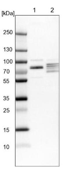 Western Blot: EXD2 Antibody [NBP1-88405] - Lane 1: NIH-3T3 cell lysate (Mouse embryonic fibroblast cells)<br/>Lane 2: NBT-II cell lysate (Rat Wistar bladder tumour cells)