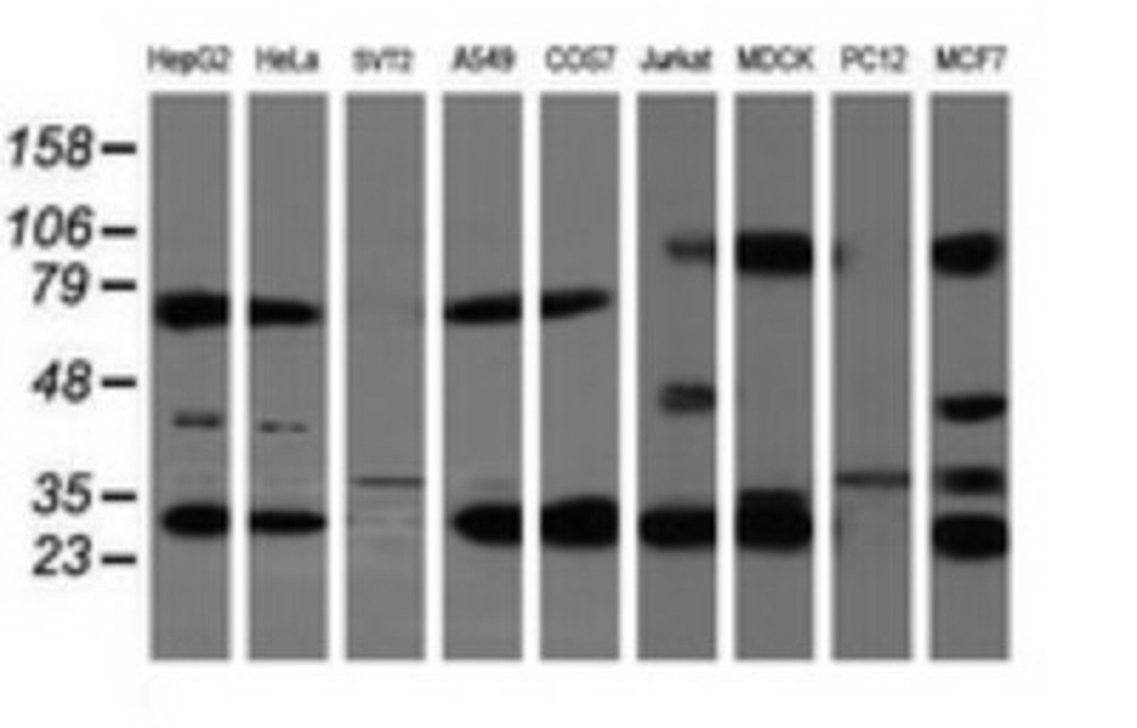 Western Blot: Mitocondrial Translational Initiation Factor 3 Antibody (4B6) [NBP2-46034] - Analysis of extracts (35ug) from 9 different cell lines (HepG2: human; HeLa: human; SVT2: mouse; A549: human; COS7: monkey; Jurkat: human; MDCK: canine; PC12: rat; MCF7: human).