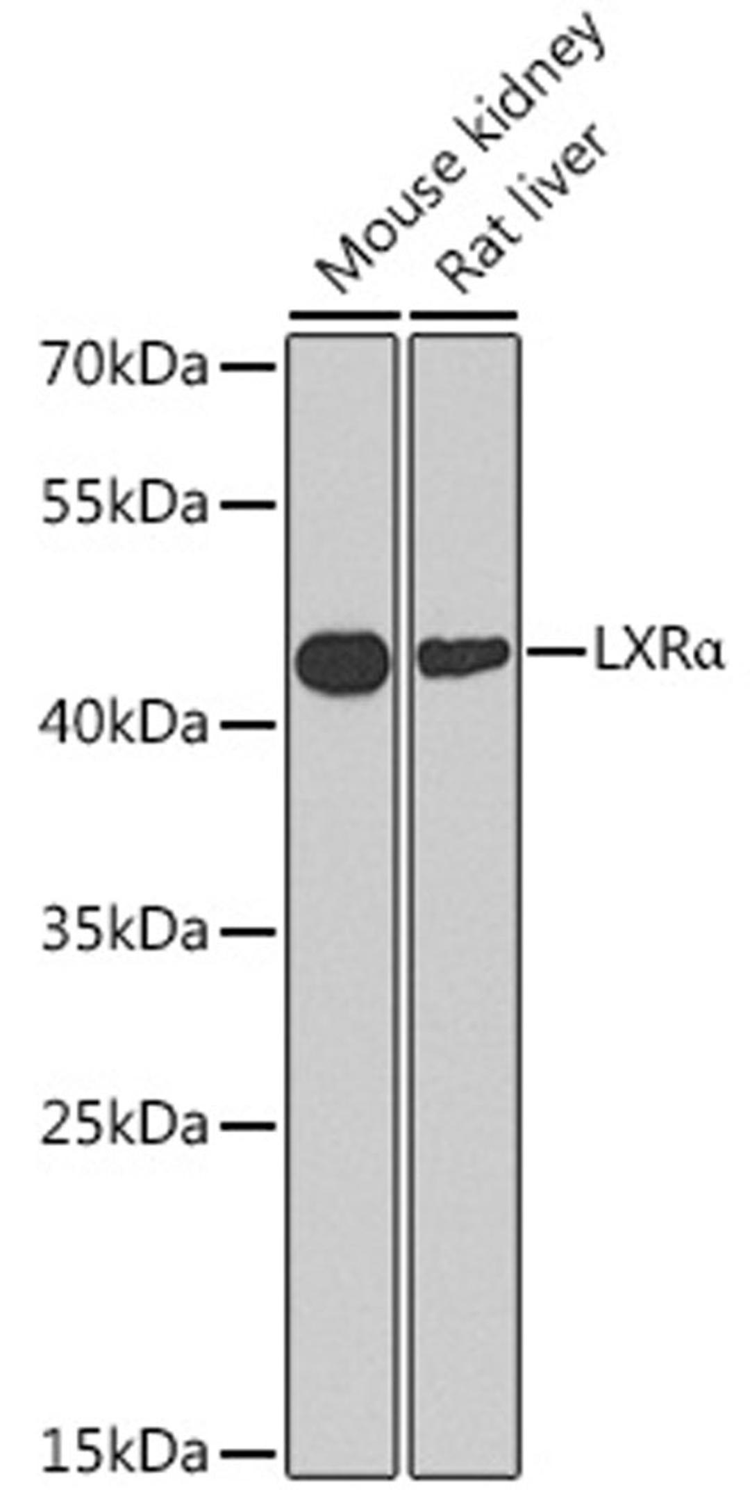 Western blot - LXRa antibody (A2141)