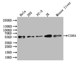 Western Blot. Positive WB detected in: Mouse liver tissue. All lanes: CIDEA antibody at 3.4ug/ml. Secondary. Goat polyclonal to rabbit IgG at 1/50000 dilution. Predicted band size: 25 kDa. Observed band size: 25 kDa.