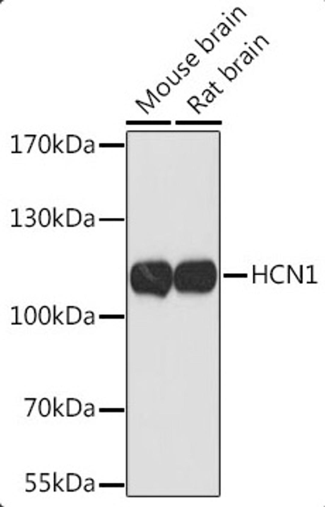 Western blot - HCN1 Rabbit pAb (A16198)