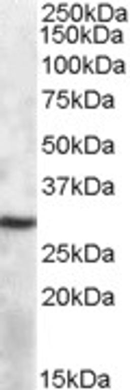 46-761 (1ug/ml) staining of Mouse Spleen lysate (35ug protein in RIPA buffer). Primary incubation was 1 hour. Detected by chemiluminescence.