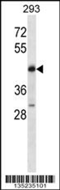 Western blot analysis in 293 cell line lysates (35ug/lane).