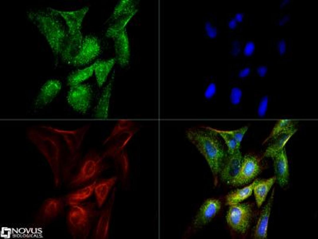 Immunocytochemistry/Immunofluorescence: CTGF Antibody [NB100-724] - CTGF antibody was tested in U2OS cells with Dylight 488 (green). Nuclei and alpha-tubulin were counterstained with DAPI (blue) and Dylight 550 (red).