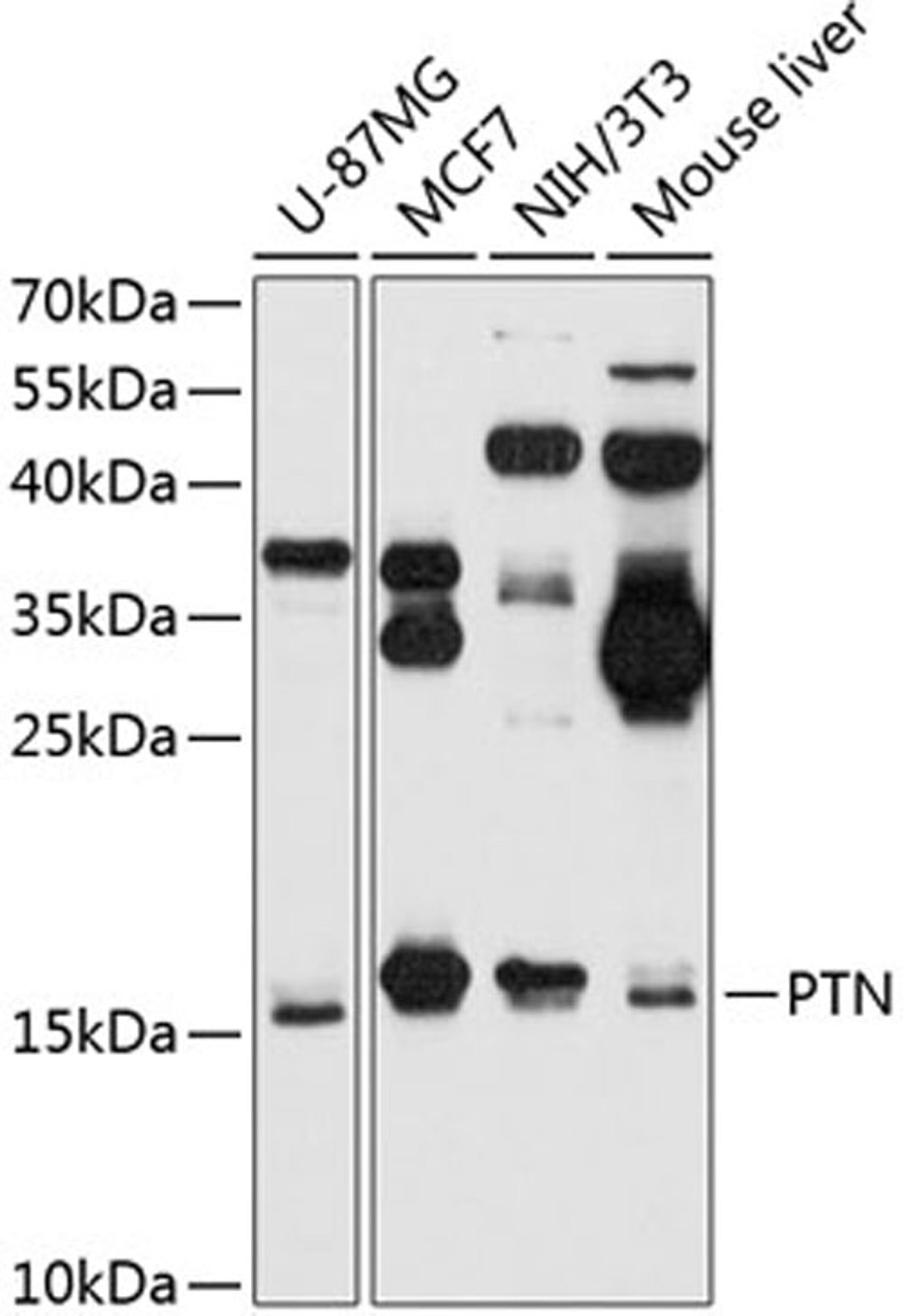 Western blot - PTN antibody (A14054)