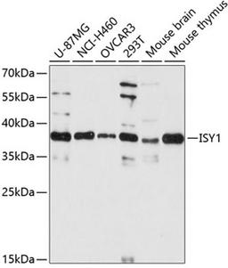 Western blot - ISY1 antibody (A13828)